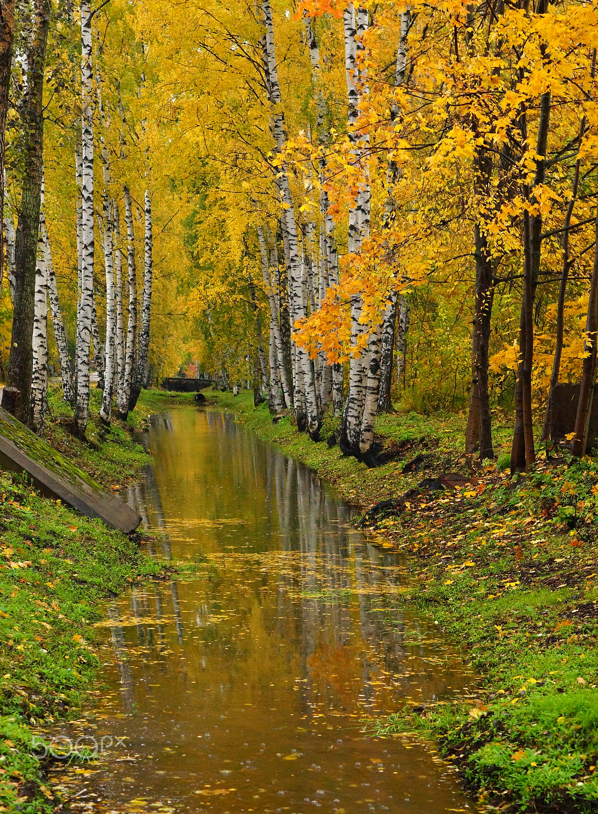 Sony SLT-A65 (SLT-A65V) + Minolta AF 50mm F1.4 [New] sample photo. Birch trees with autumn foliage grows on both sides of the irrigation canal photography