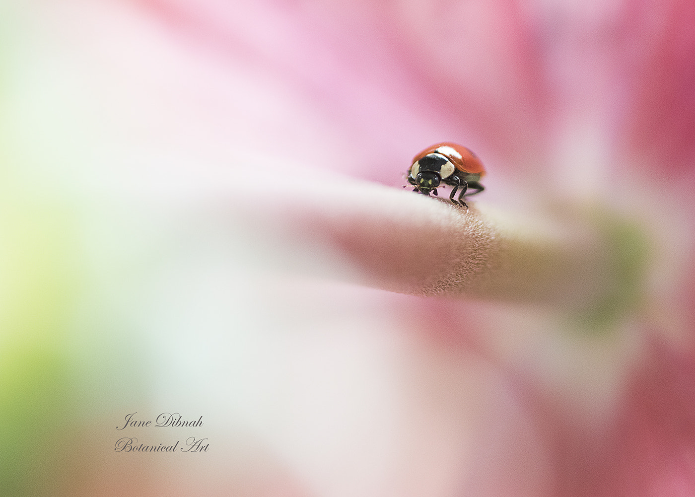 Canon EF 180mm F3.5L Macro USM sample photo. Ladybird walk photography