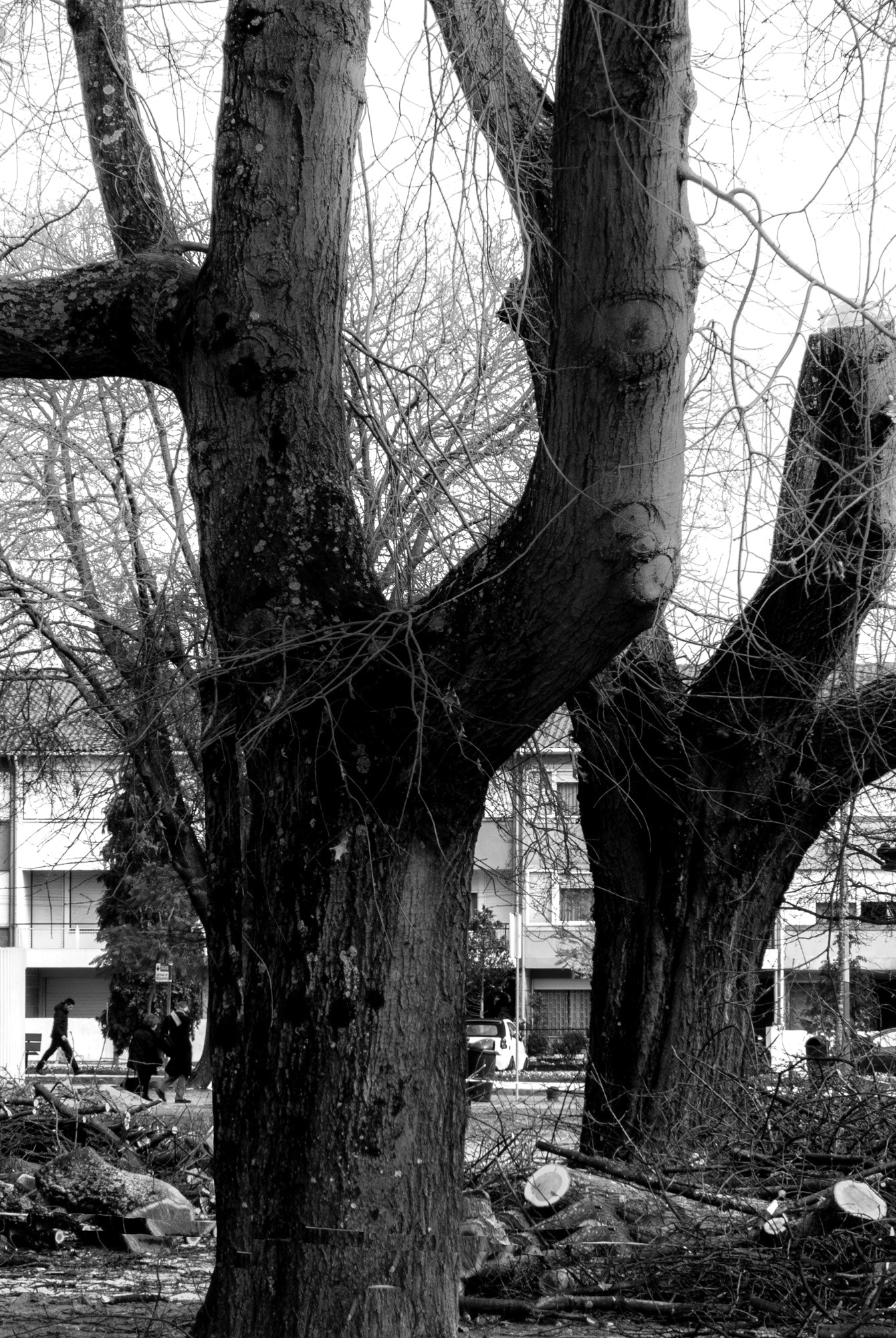 Sony Cyber-shot DSC-RX10 + 24-200mm F2.8 sample photo. Winter trees (6) photography