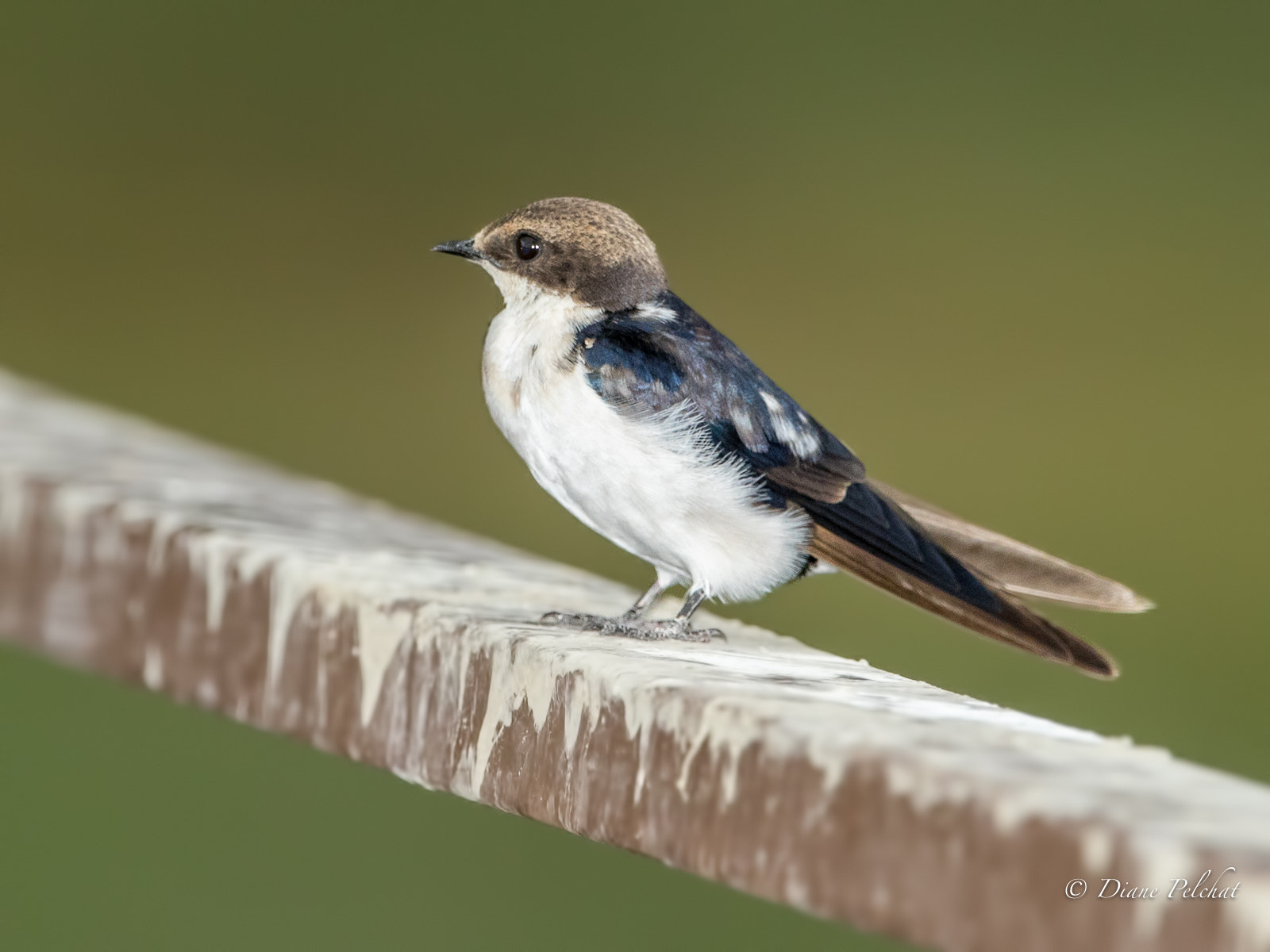 Canon EF 300mm F2.8L IS II USM sample photo. Grey-romped swallow - hirondelle à croupion gris photography