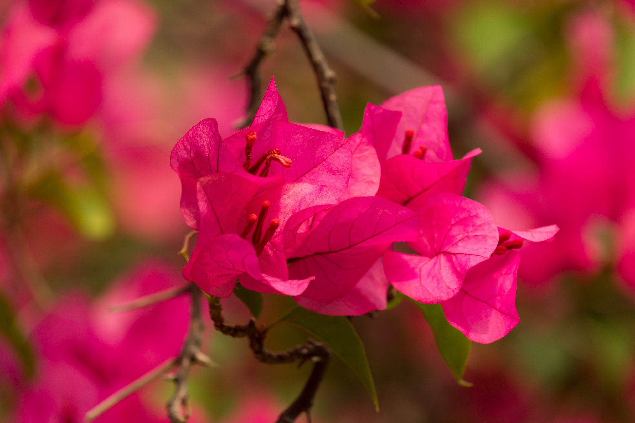 Canon EF-S 55-250mm F4-5.6 IS STM sample photo. Flower photography