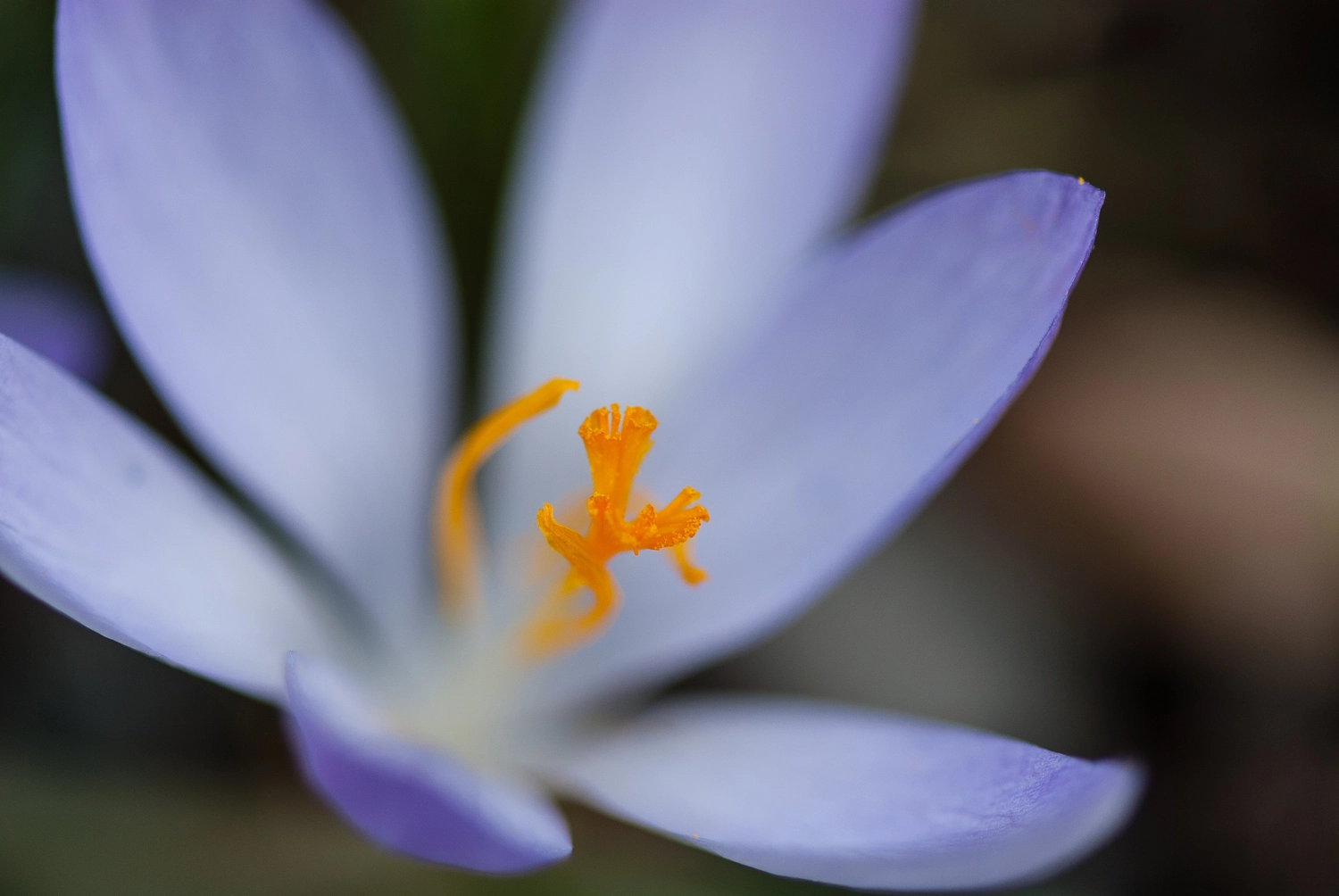Nikon AF-S Micro-Nikkor 105mm F2.8G IF-ED VR sample photo. Krokus photography