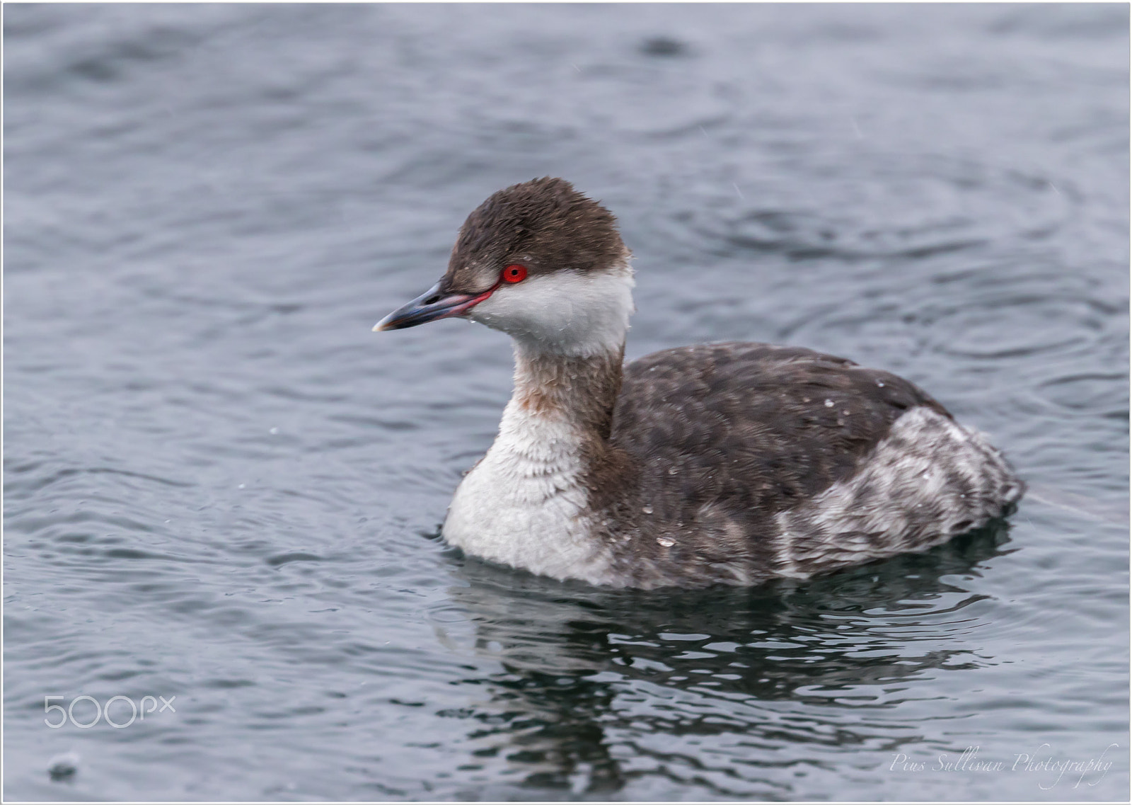 Canon EF 400mm F4 DO IS II USM sample photo. Horned grebe photography