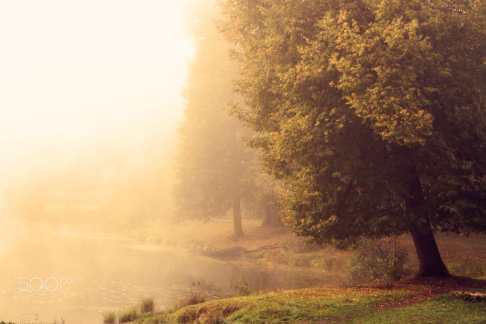 Sony SLT-A65 (SLT-A65V) sample photo. Large aspen on the lake, heavy fog autumn morning photography