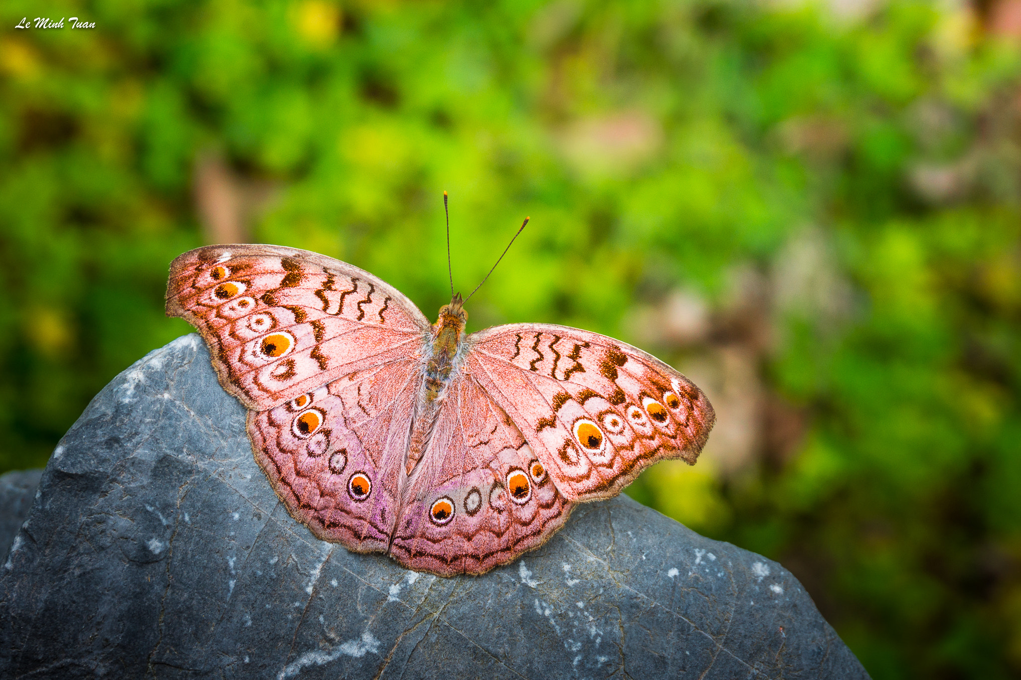 Sony Alpha NEX-7 + Sony E 16-50mm F3.5-5.6 PZ OSS sample photo. Color of butterfly photography