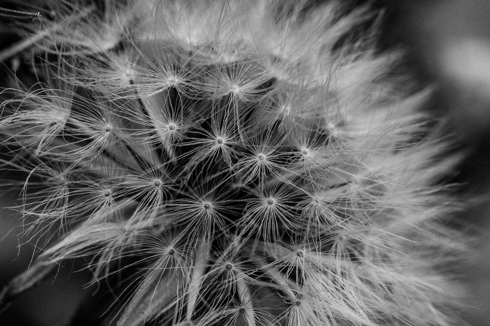 Sigma 105mm F2.8 EX DG OS HSM sample photo. Diente de león photography