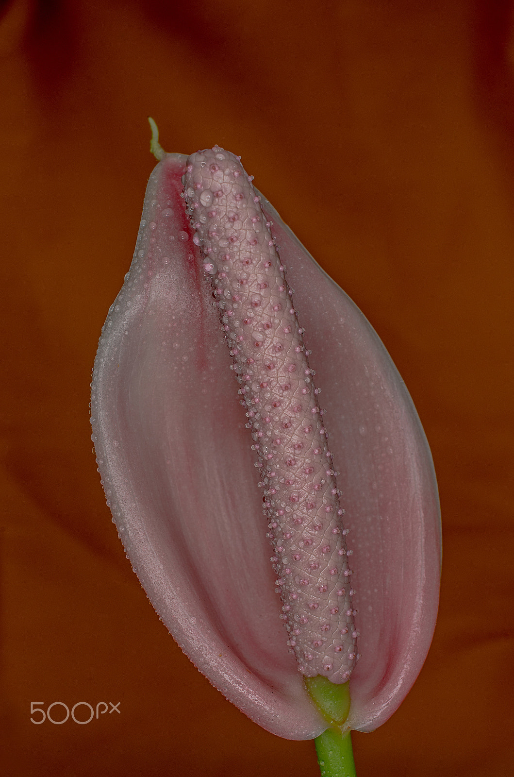 Pentax smc DA 35mm F2.8 Macro Limited sample photo. Philodendron inflorescence 4 photography
