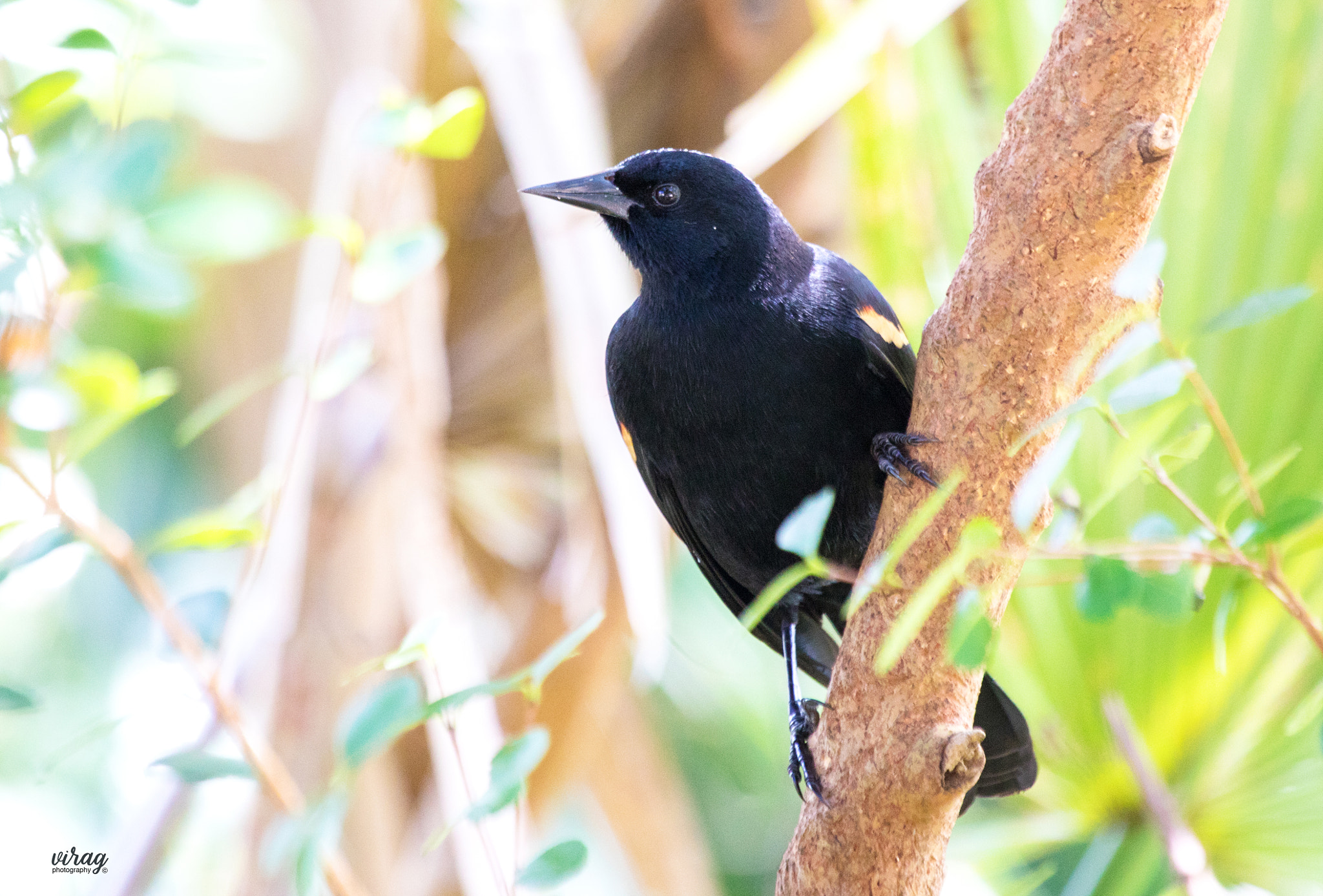 Canon EF 100-400mm F4.5-5.6L IS USM sample photo. Red-winged blackbird photography