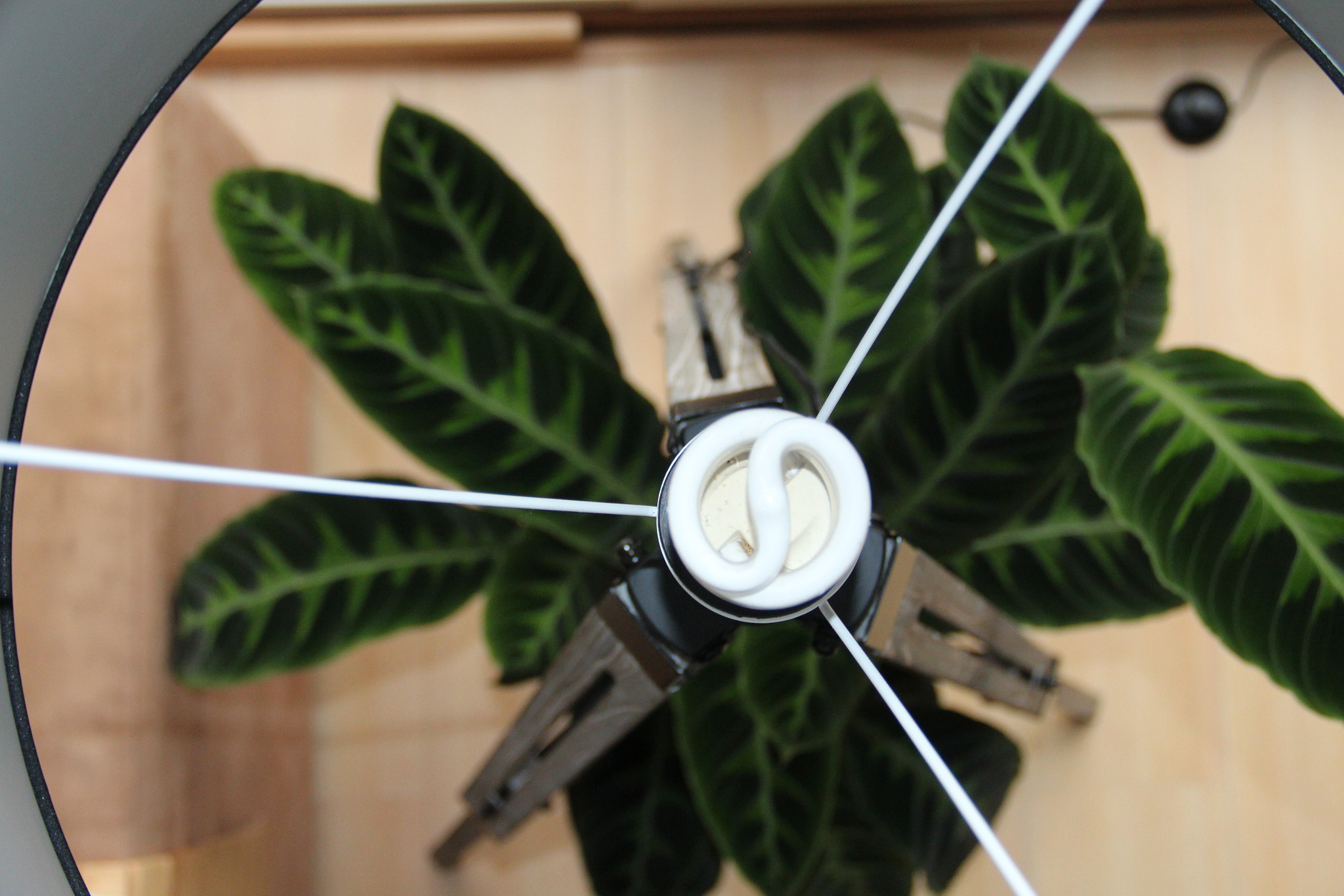 Canon EOS 650D (EOS Rebel T4i / EOS Kiss X6i) sample photo. Plant_and_floorlamp photography