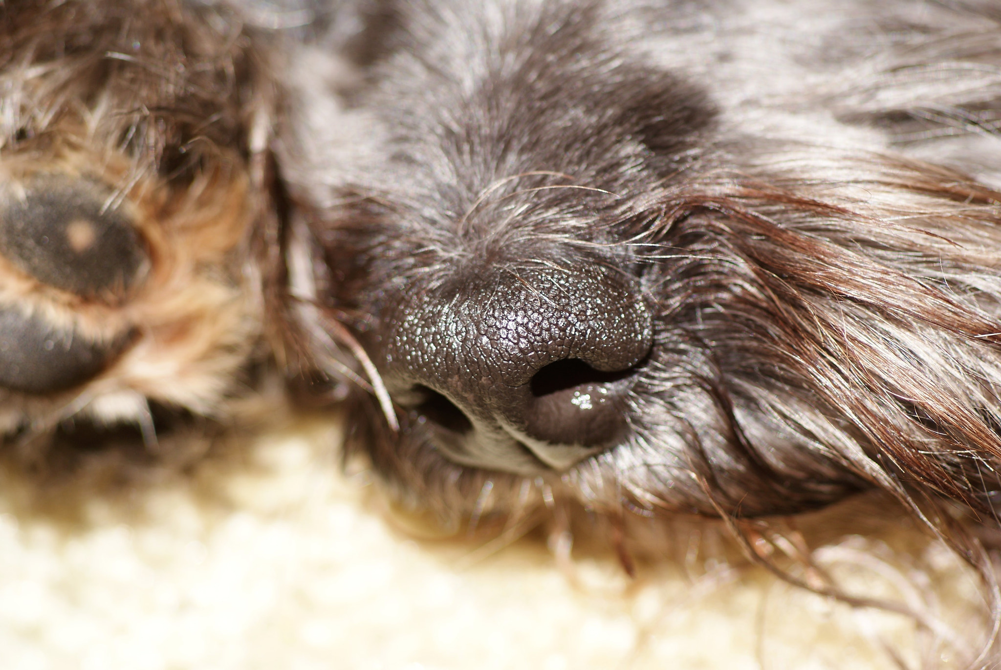 Sony Alpha DSLR-A200 + Tokina EMZ M100 AF 100mm F3.5 sample photo. Max photography