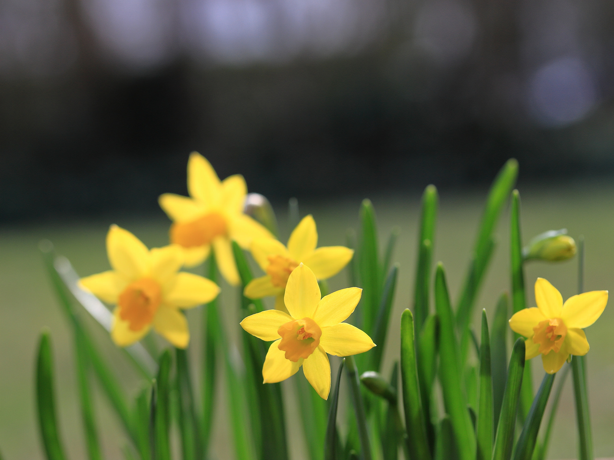 Canon EF-S 60mm F2.8 Macro USM sample photo. Yellow photography