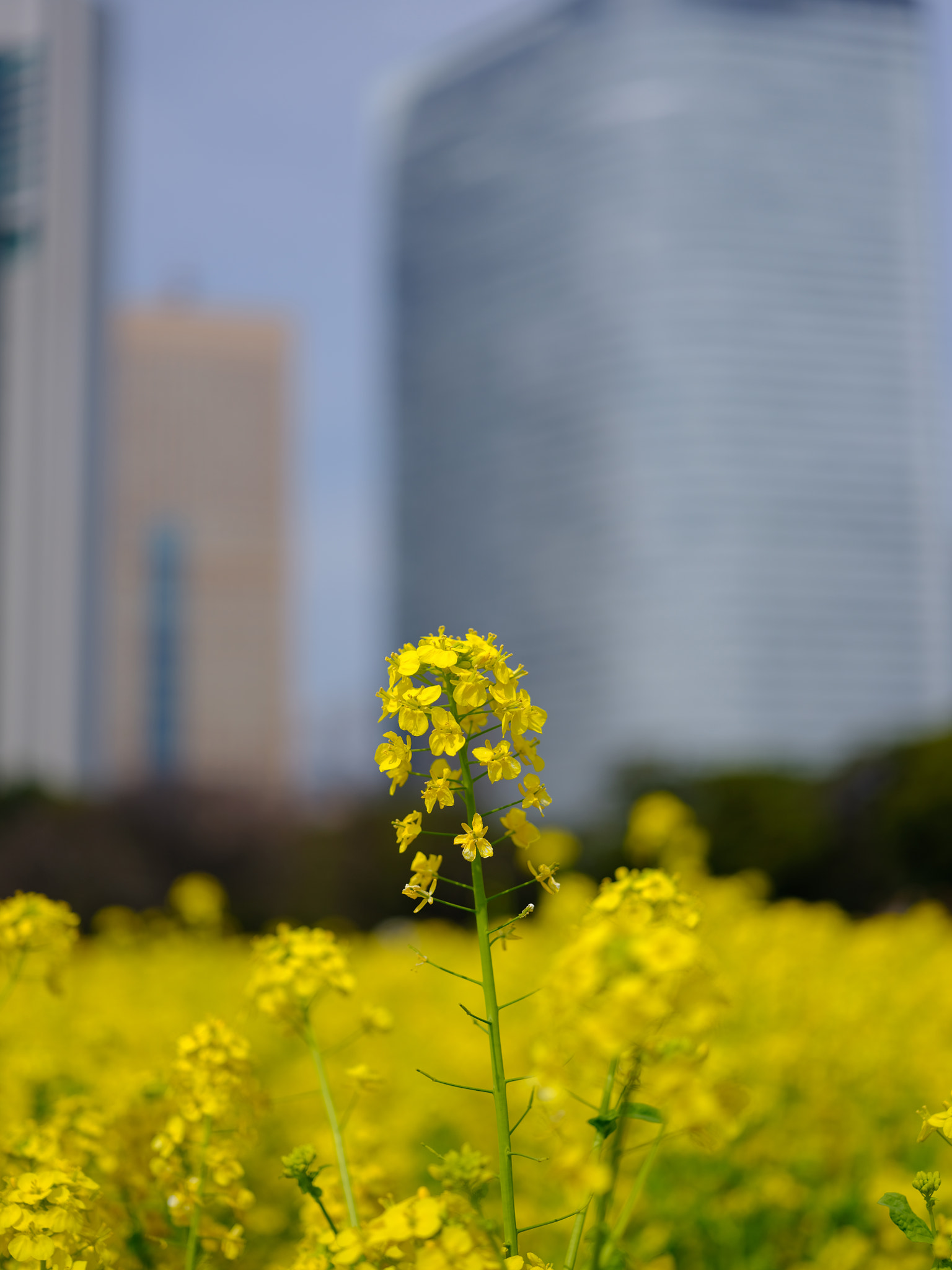 Fujifilm GFX 50S + Fujifilm GF 63mm F2.8 R WR sample photo. Field of yellow photography