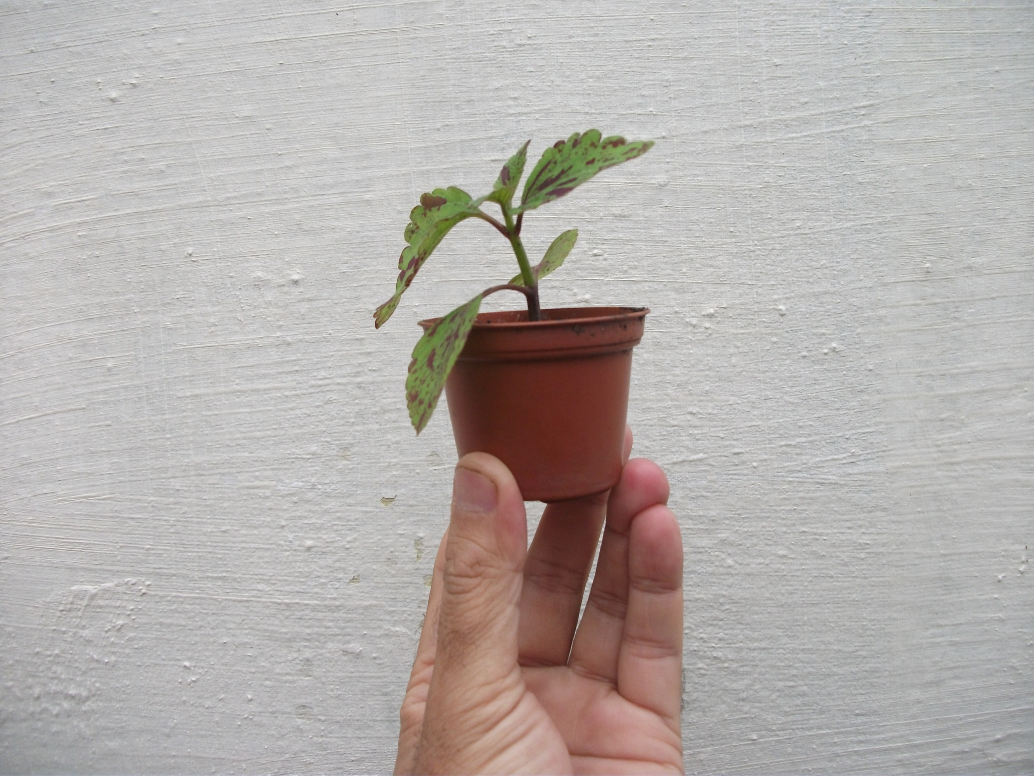 Fujifilm FinePix AV100 sample photo. The gardener's gift photography