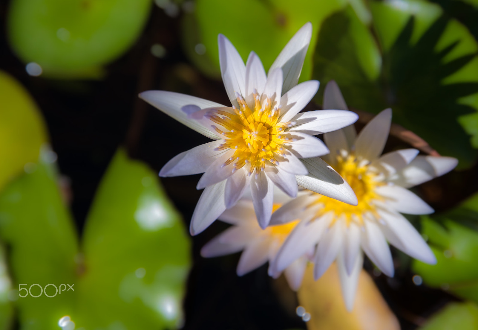 Samsung NX 16-50mm F2.0-2.8 S ED OIS sample photo. Above a water flower photography