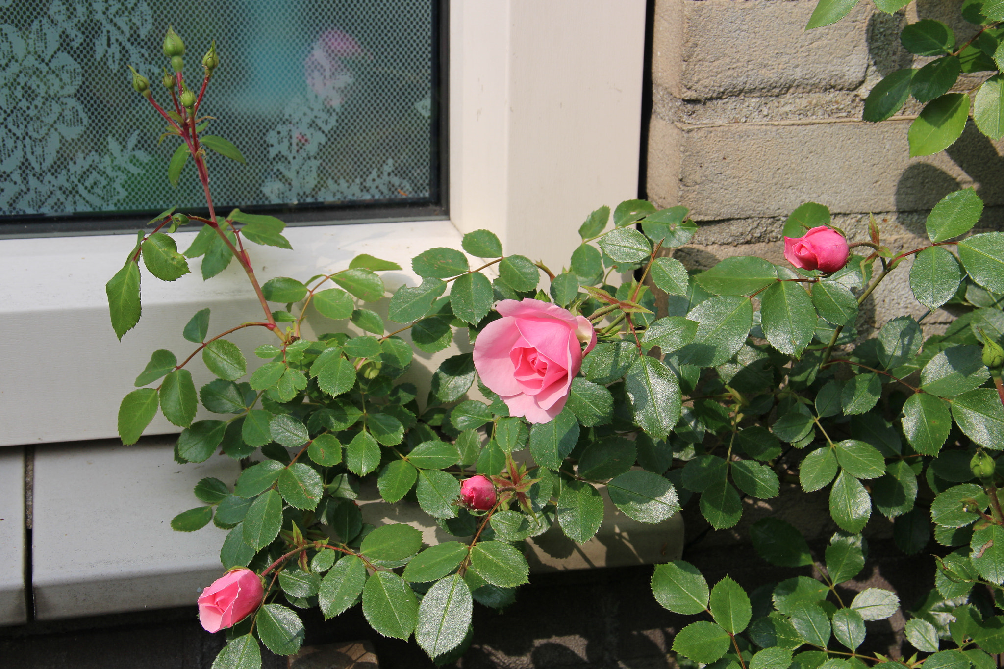 Canon EF-S 18-135mm F3.5-5.6 IS sample photo. Rose pink flower photography