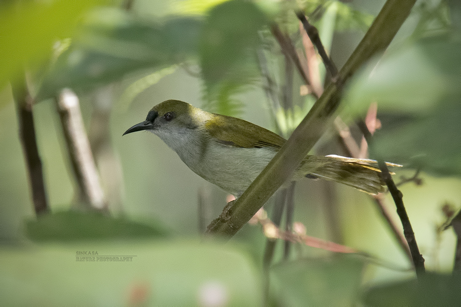 Nikon Nikkor AF-S 300mm F4E PF ED VR sample photo. Plain sunbird photography
