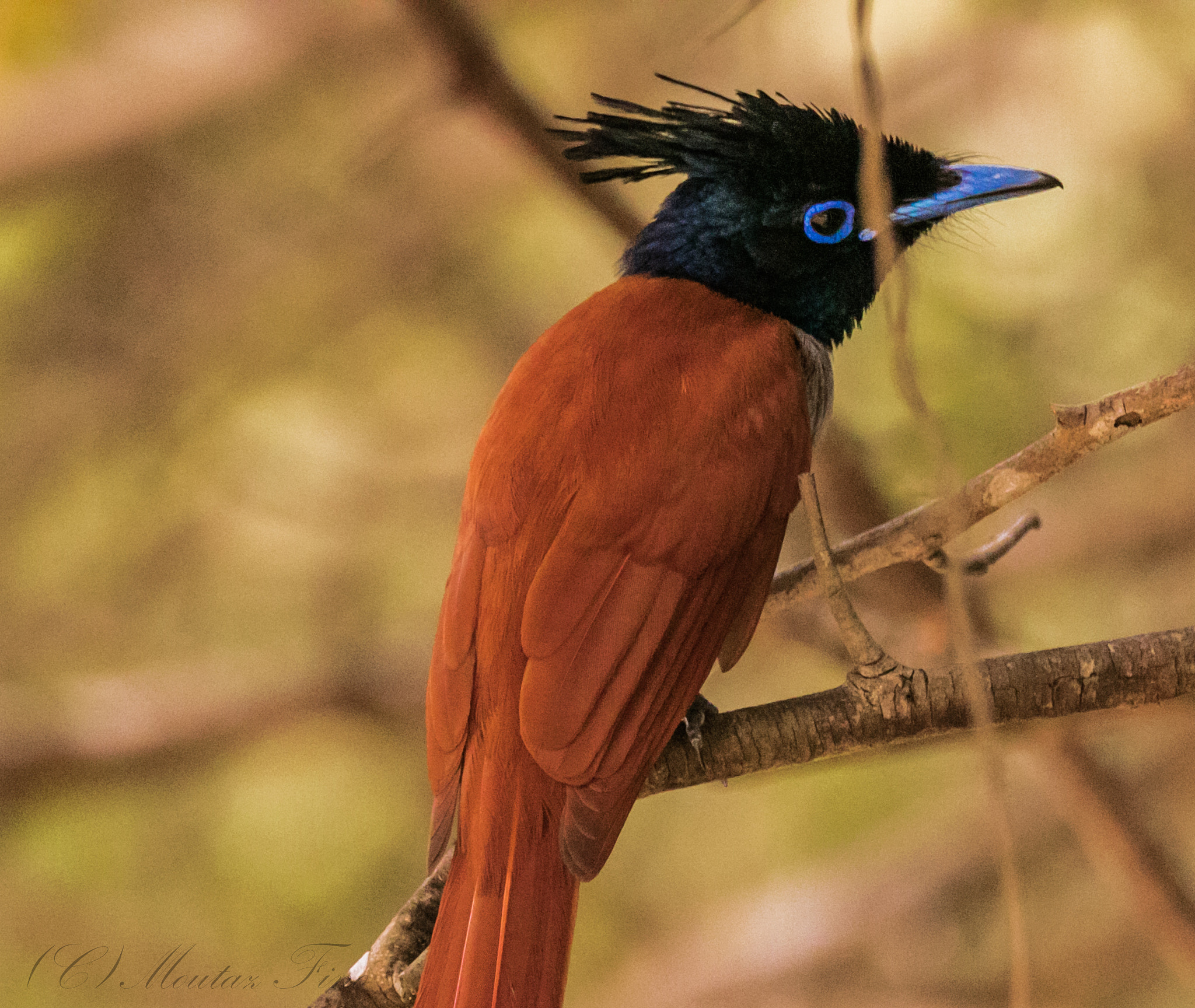 150-600mm F5-6.3 DG OS HSM | Contemporary 015 sample photo. Indian paradise flycatcher photography