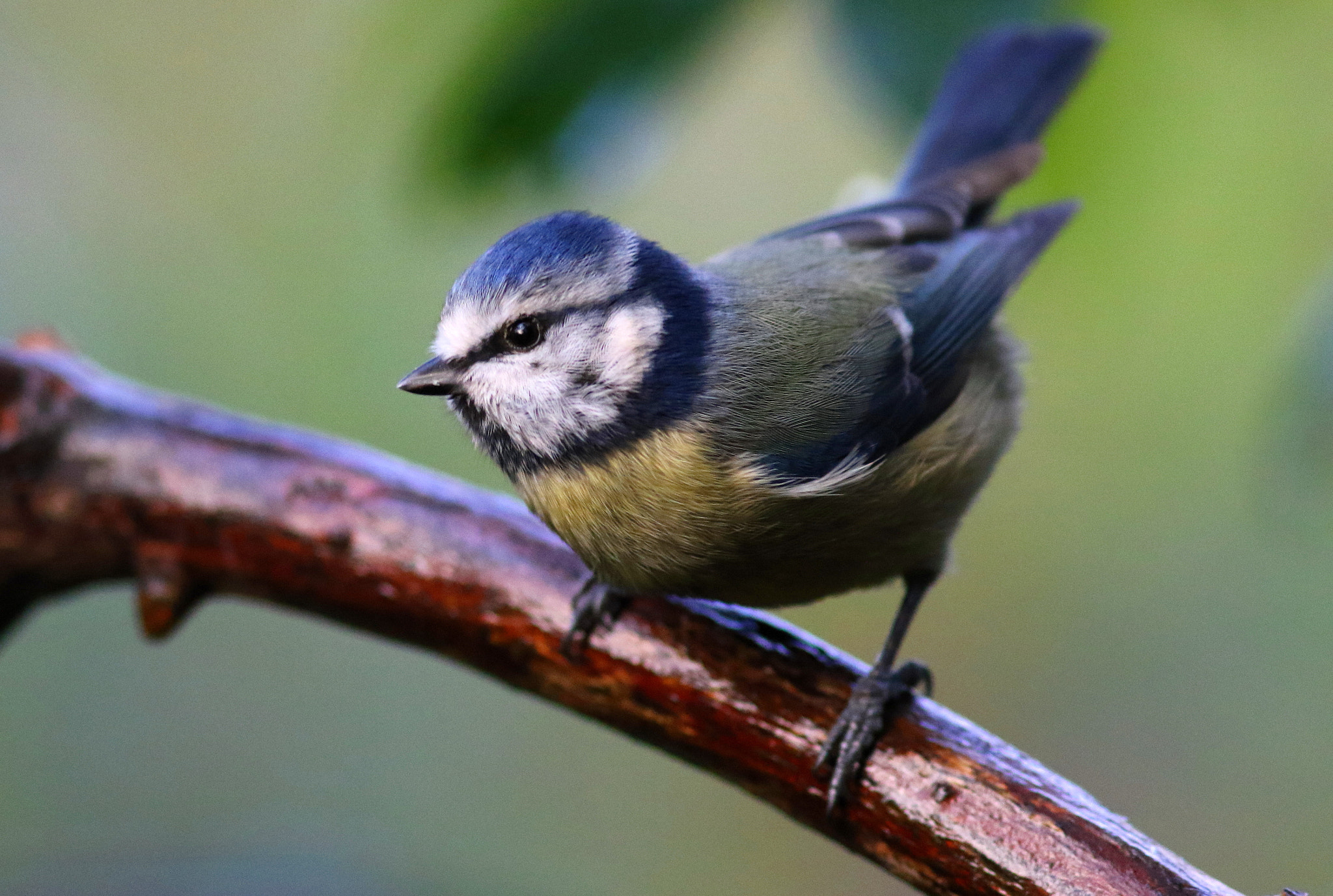 Canon EF 300mm F4L IS USM sample photo. Blue tit photography