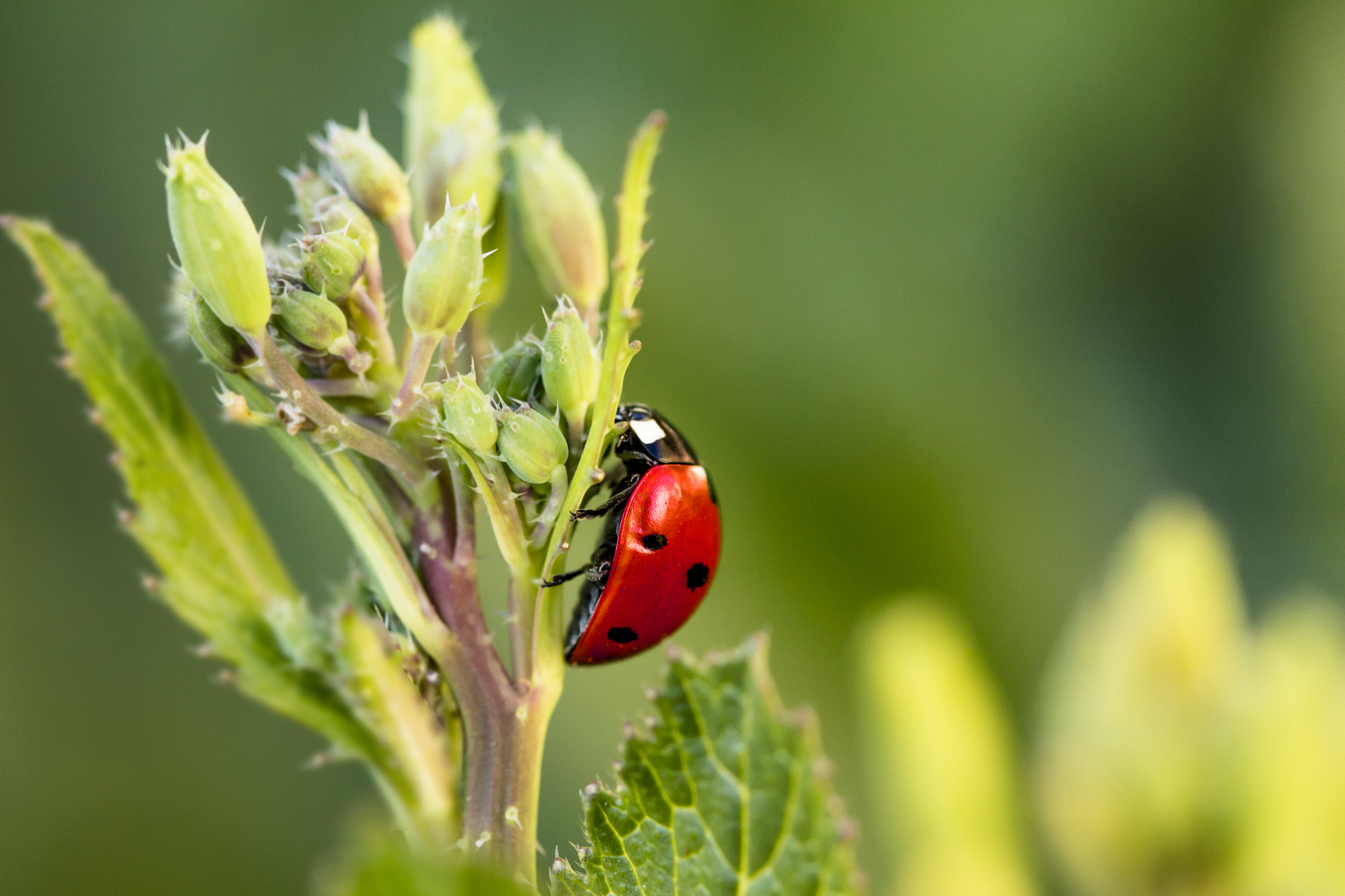 Canon EF 100mm F2.8 Macro USM sample photo. Ladybug in spring photography