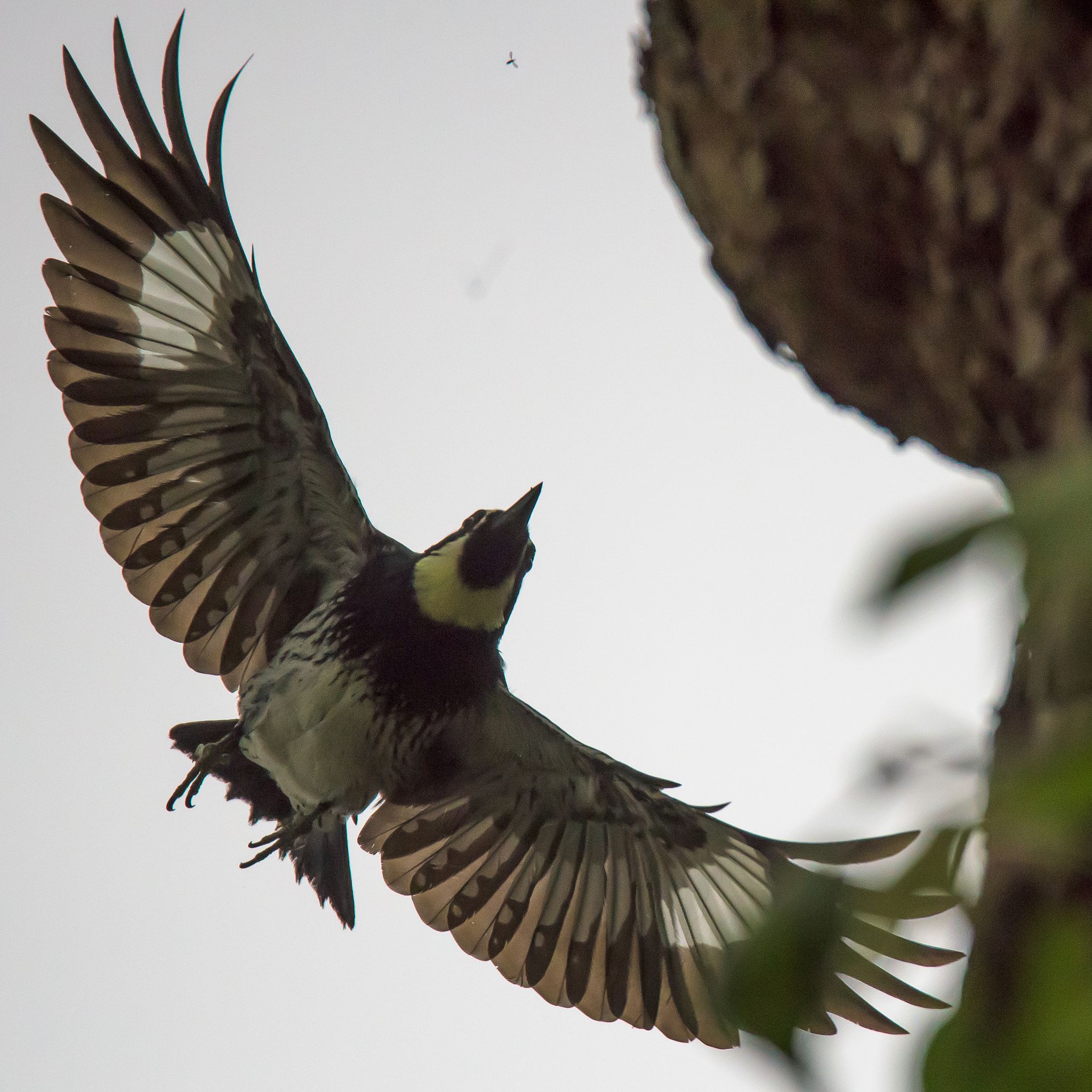 Nikon D810 sample photo. Woodpecker photography
