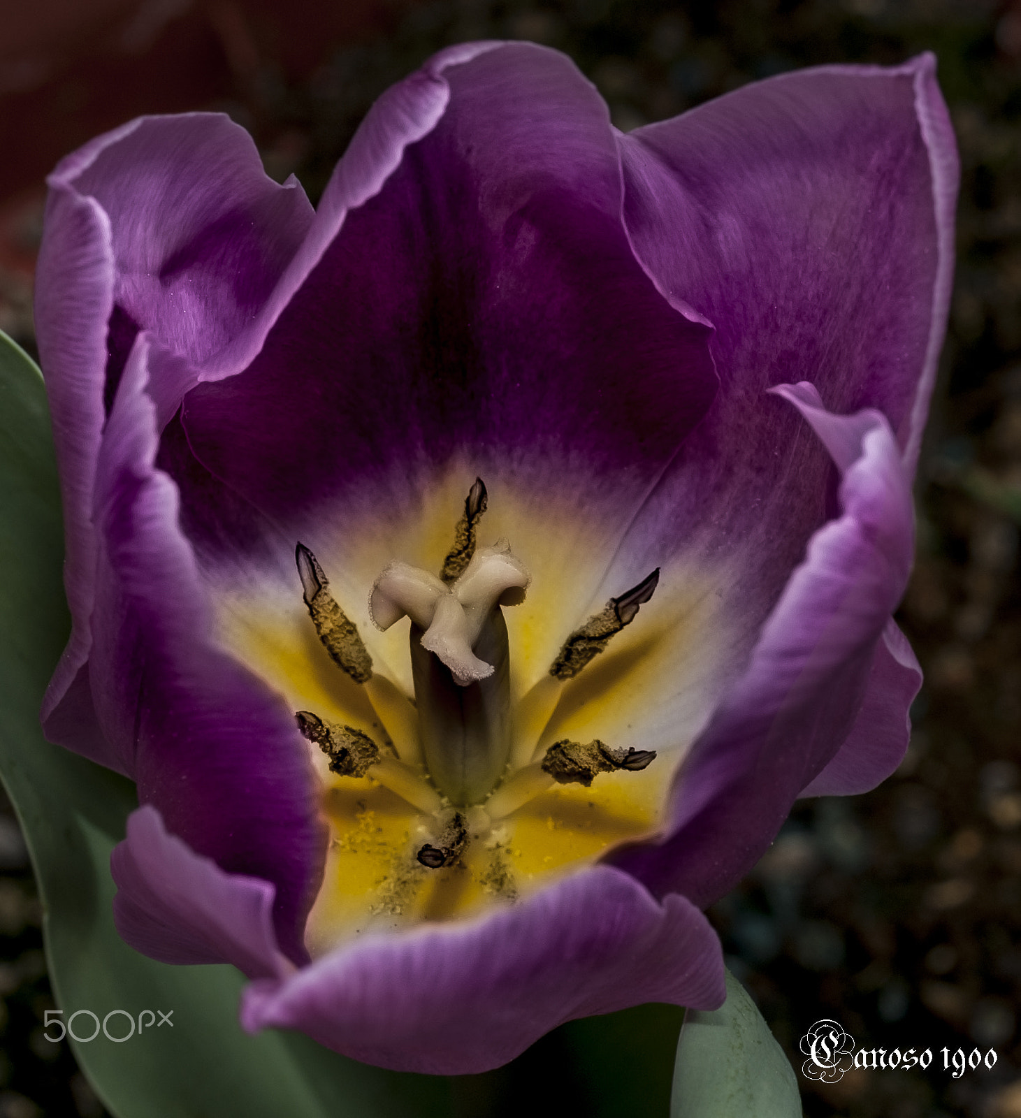 Nikon D700 sample photo. Tulipan photography