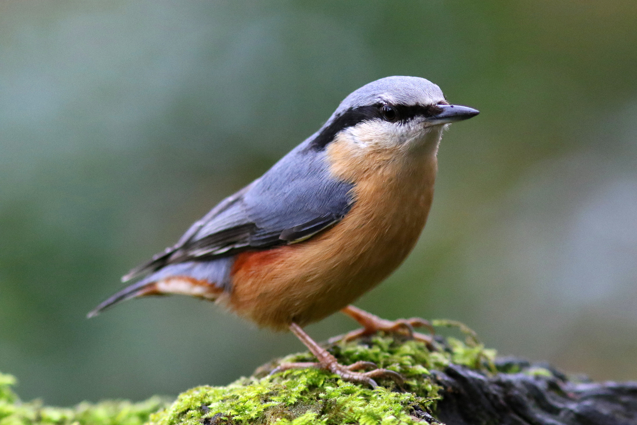 Canon EF 300mm F4L IS USM sample photo. Favourite bird the nuthatch photography