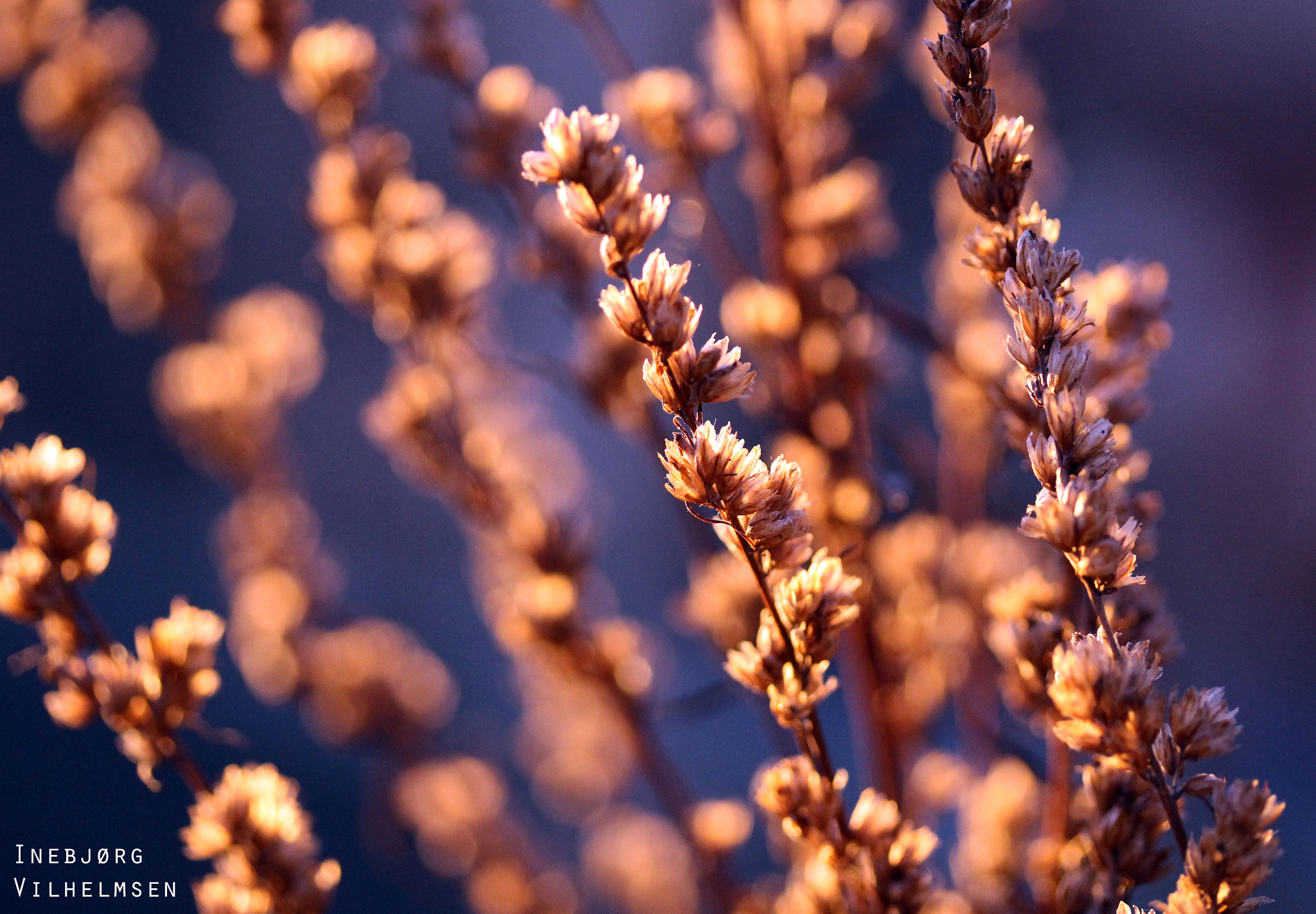 Canon EF-S 60mm F2.8 Macro USM sample photo. Colorful photography