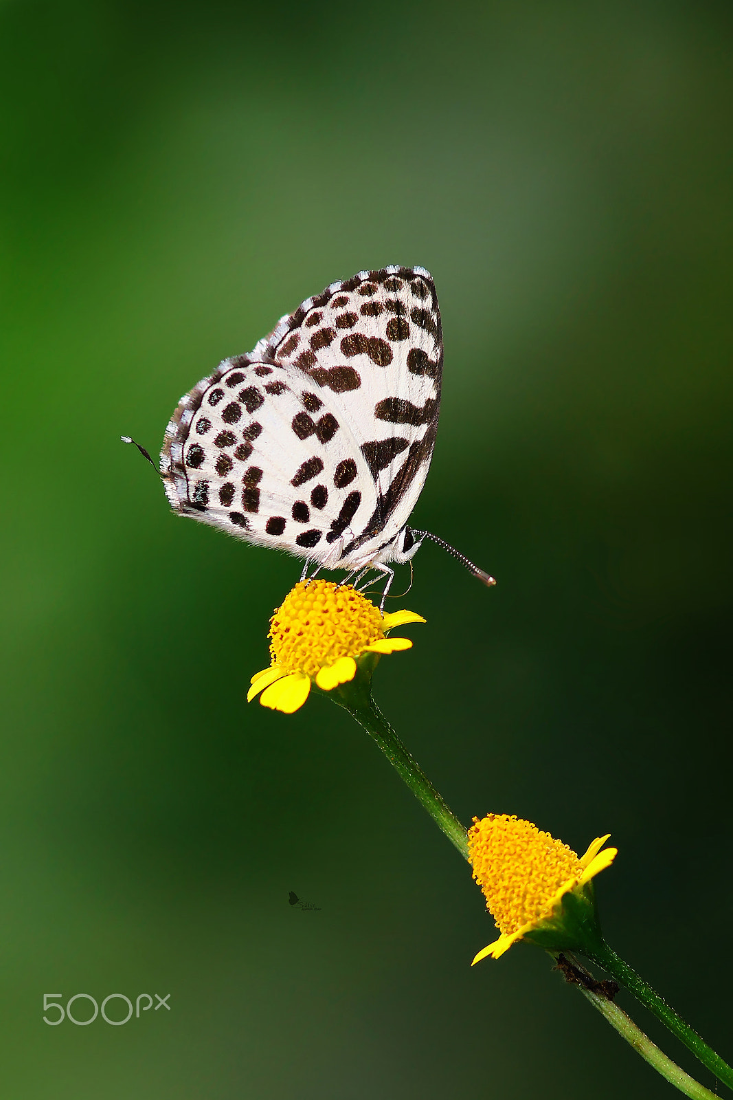 Canon EF 300mm F4L IS USM sample photo. Castalius rosimon fabricius, 1775 – common pie.jpg photography