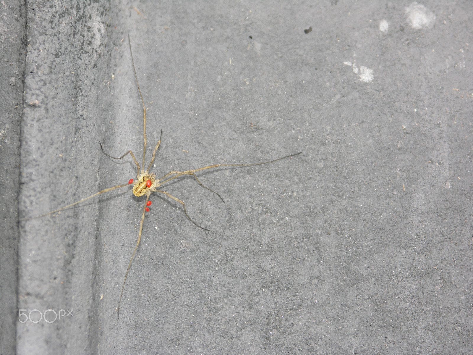 KONICA MINOLTA DiMAGE A200 sample photo. Harvestman on roof tile photography