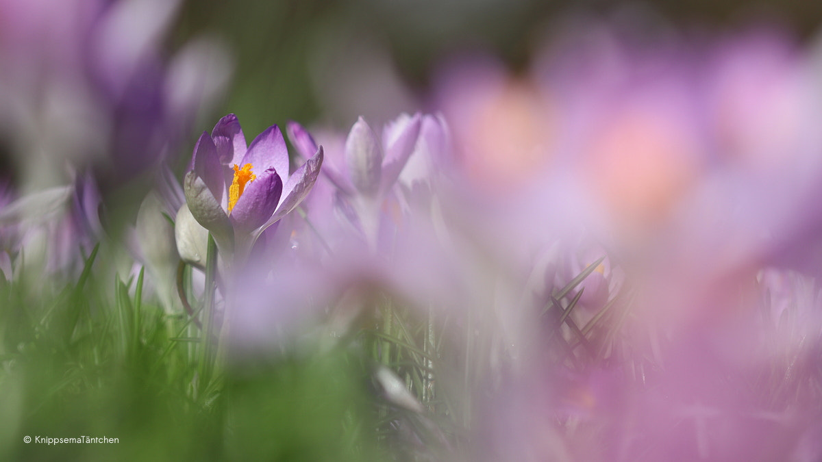 Sigma 105mm F2.8 EX DG OS HSM sample photo. ... springtime. photography
