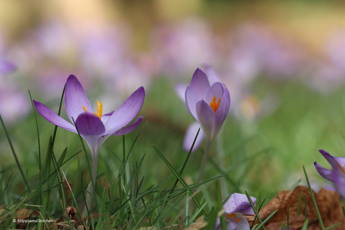 Sigma 105mm F2.8 EX DG OS HSM sample photo. ... springtime. photography
