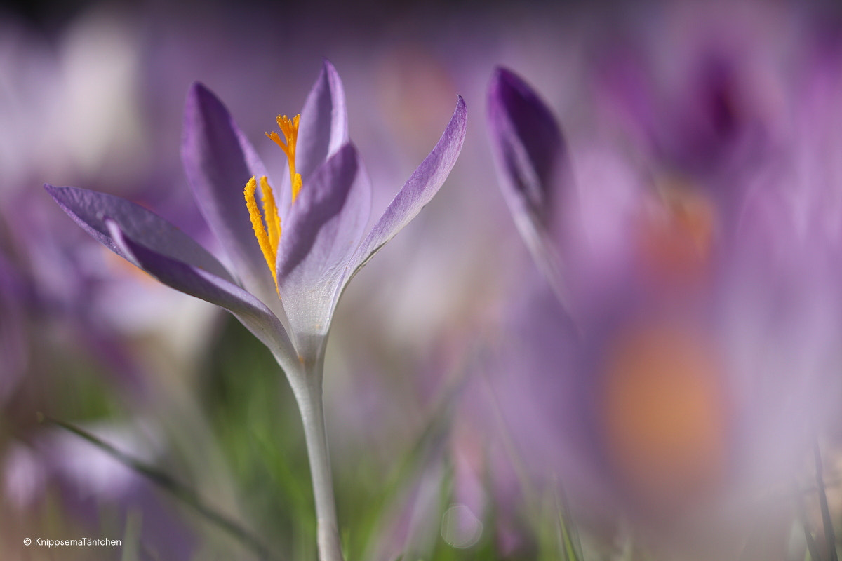 Sigma 105mm F2.8 EX DG OS HSM sample photo. ... springtime. photography