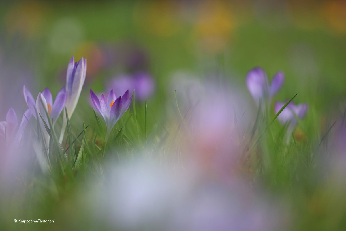 Sigma 105mm F2.8 EX DG OS HSM sample photo. ... springtime. photography