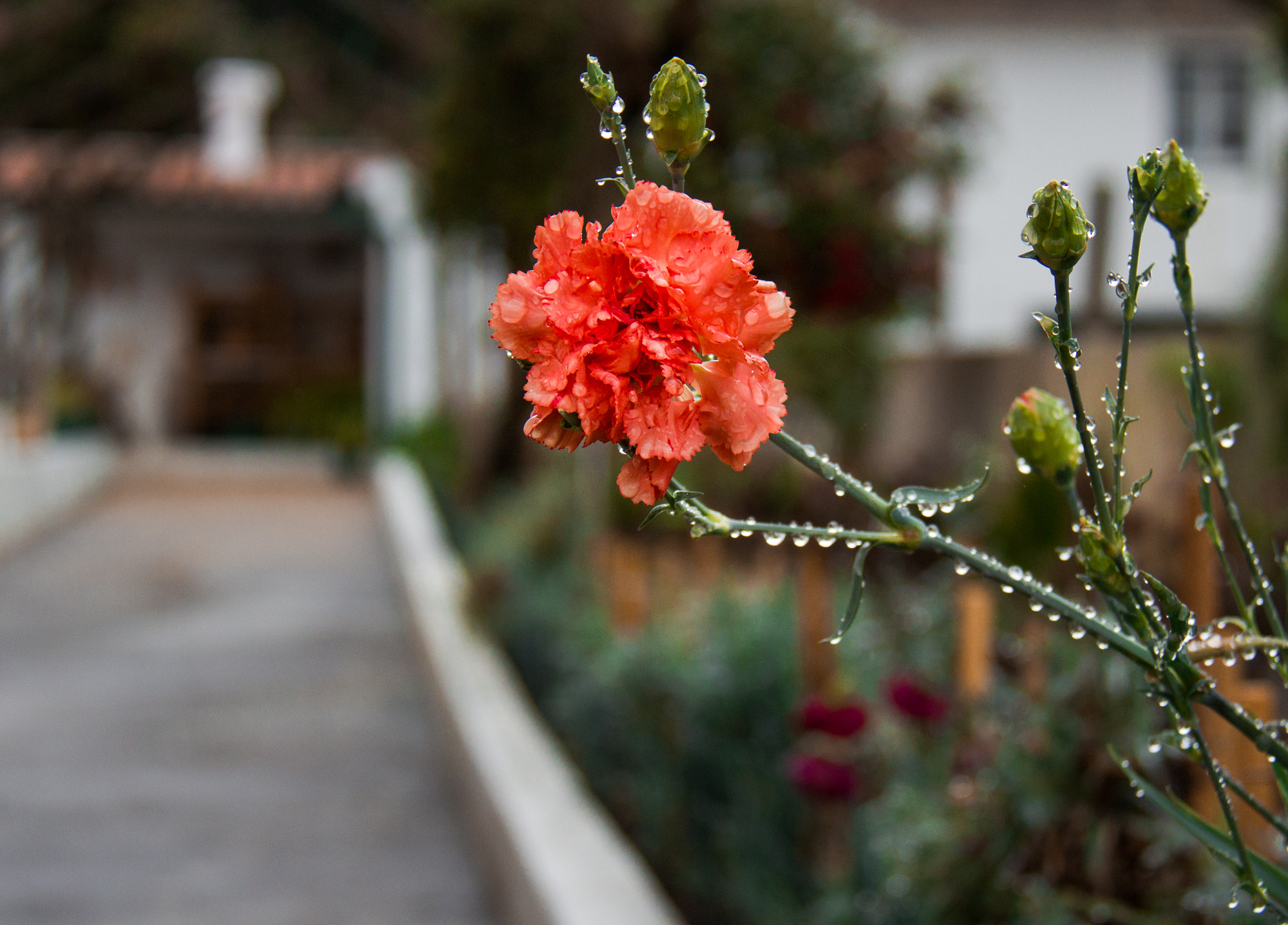 Canon EF-S 18-200mm F3.5-5.6 IS sample photo. Carnation photography