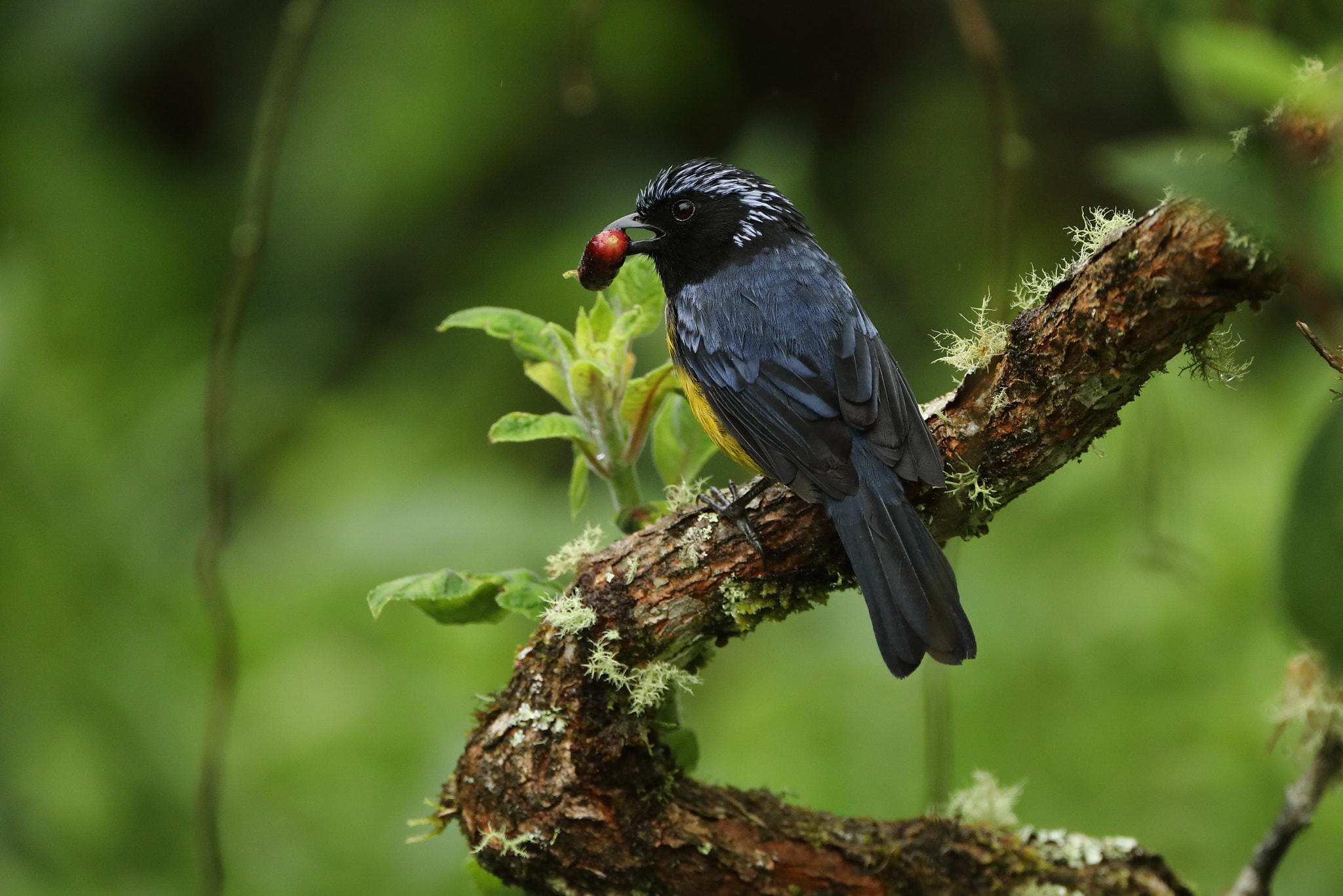 Canon EF 500mm F4L IS USM sample photo. Buff-breasted mountain tanager (dubusia taeniata) photography