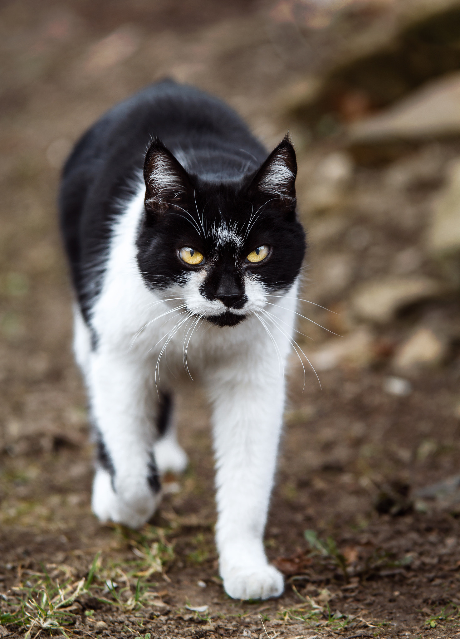 Canon EF 70-200mm F2.8L USM sample photo. I'm watching you photography