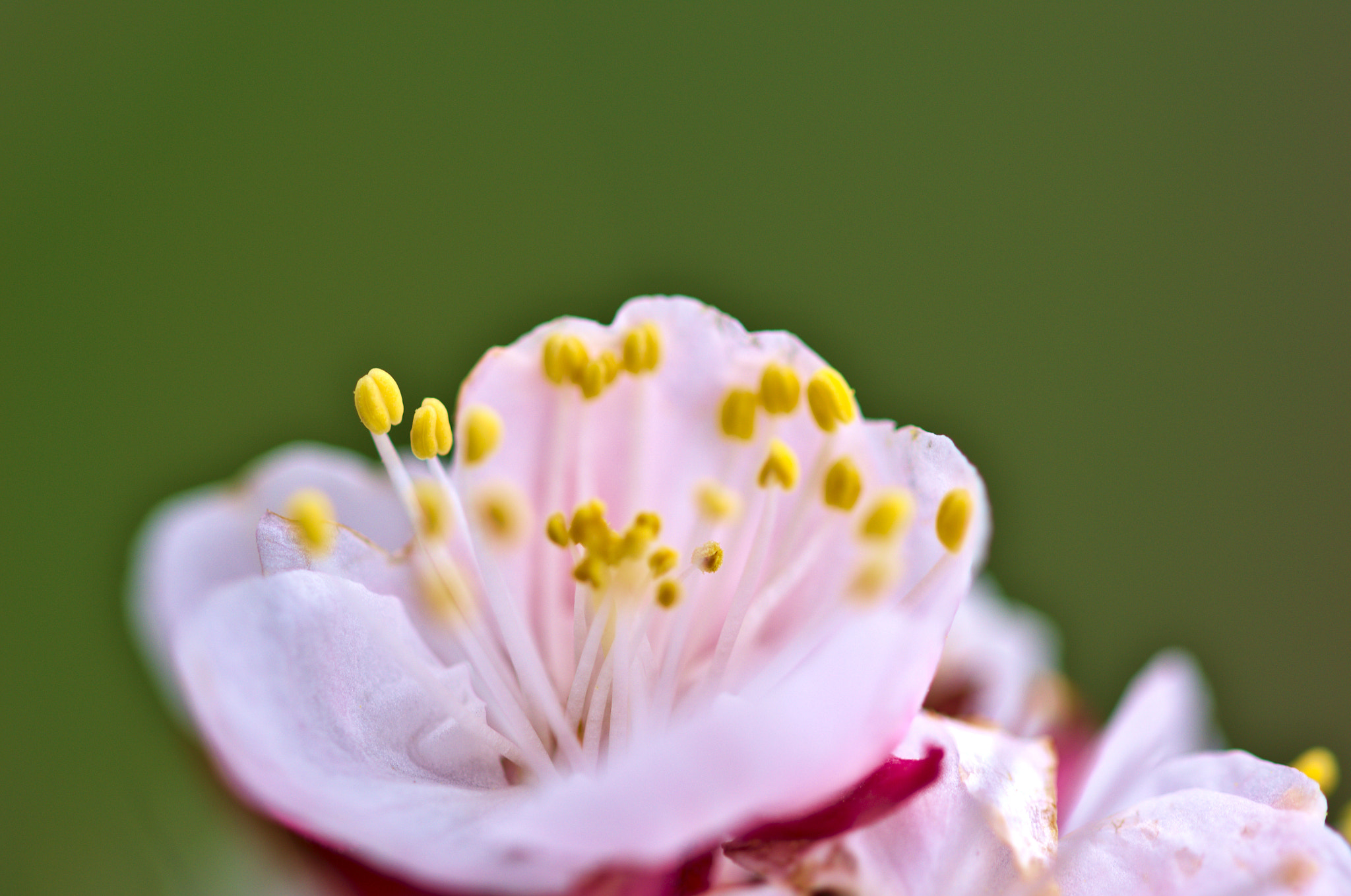 Sigma 105mm F2.8 EX DG OS HSM sample photo. Apricot flower photography