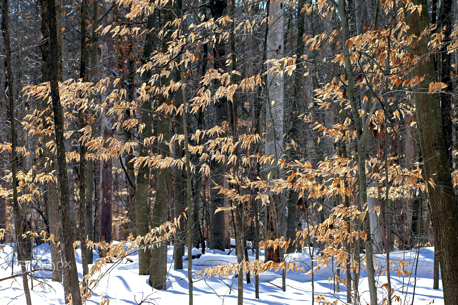 Canon EOS 70D + Tamron SP AF 90mm F2.8 Di Macro sample photo. Winter forest photography