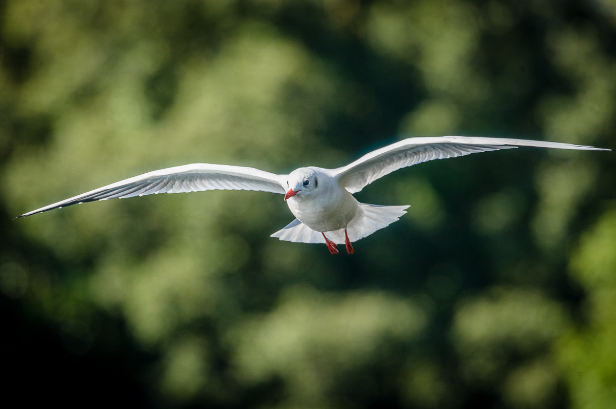 Nikon Nikkor AF-S 300mm F4E PF ED VR sample photo. Seagull in fly photography