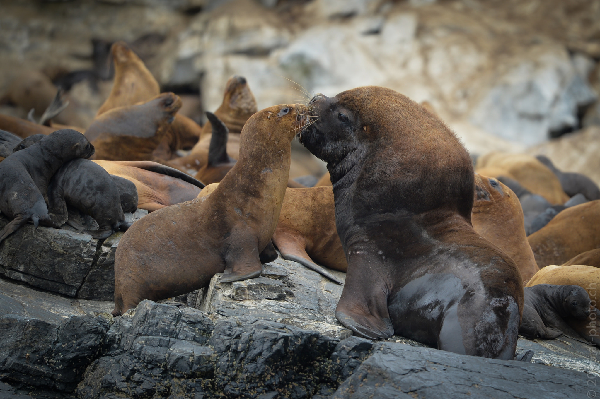 Nikon Nikkor AF-S 300mm F4E PF ED VR sample photo. Sea lion in love photography