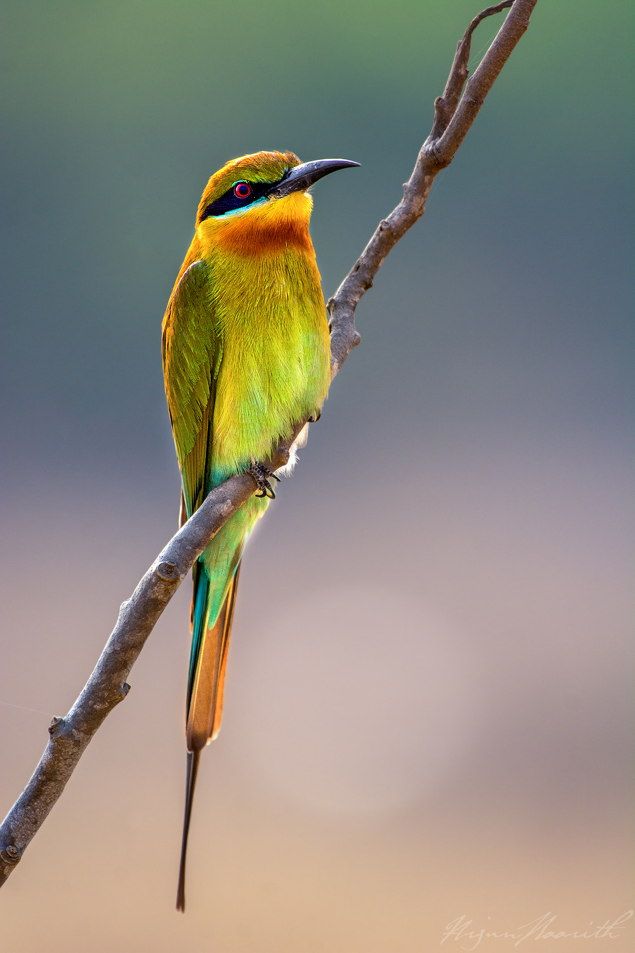 Nikon AF-S Nikkor 200-500mm F5.6E ED VR sample photo. Blue tailed bee eater photography
