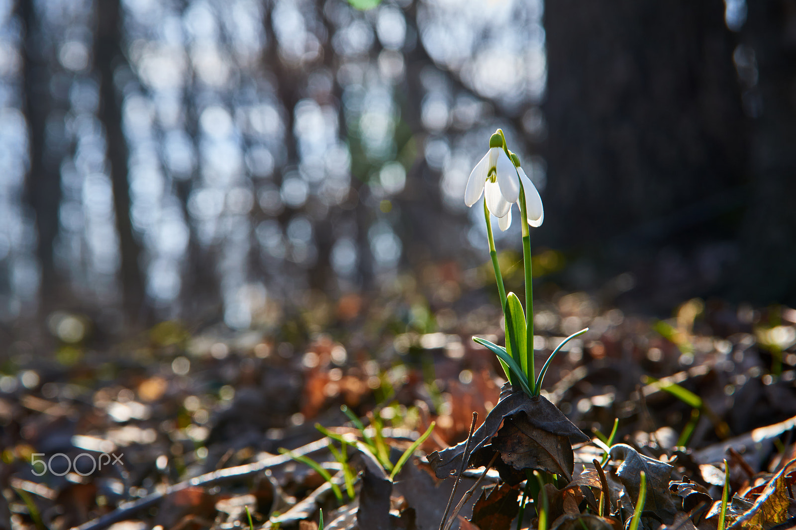 Sigma 17-50mm F2.8 EX DC OS HSM sample photo. Galanthus nivalis photography