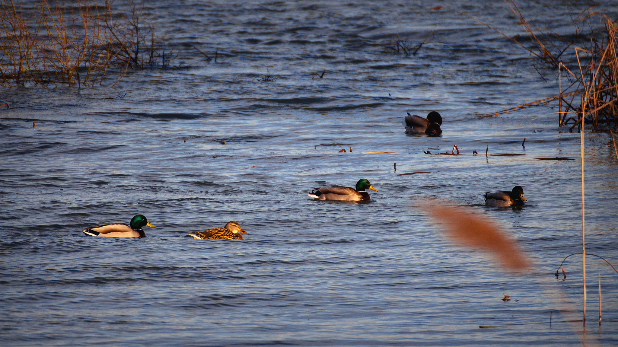 Tamron SP 35mm F1.8 Di VC USD sample photo. Ducks photography
