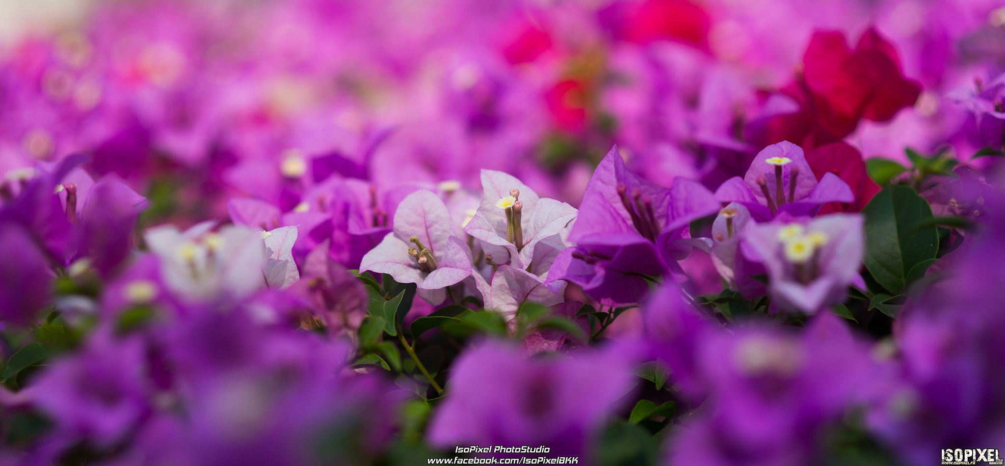 Nikon D800 + AF Nikkor 85mm f/1.8 sample photo. Flower of thailand photography