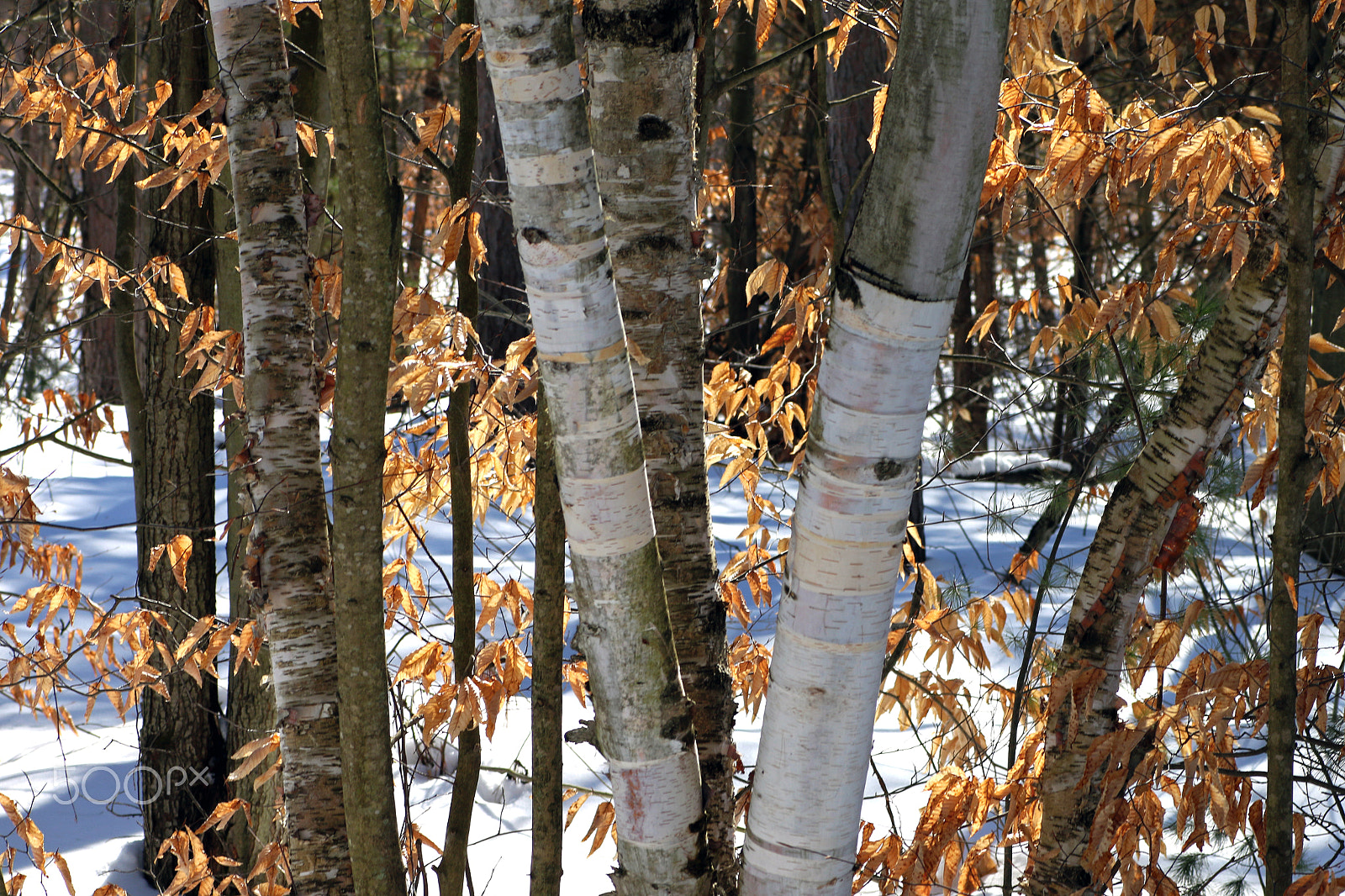 Canon EOS 70D + Tamron SP AF 90mm F2.8 Di Macro sample photo. Winter birch photography