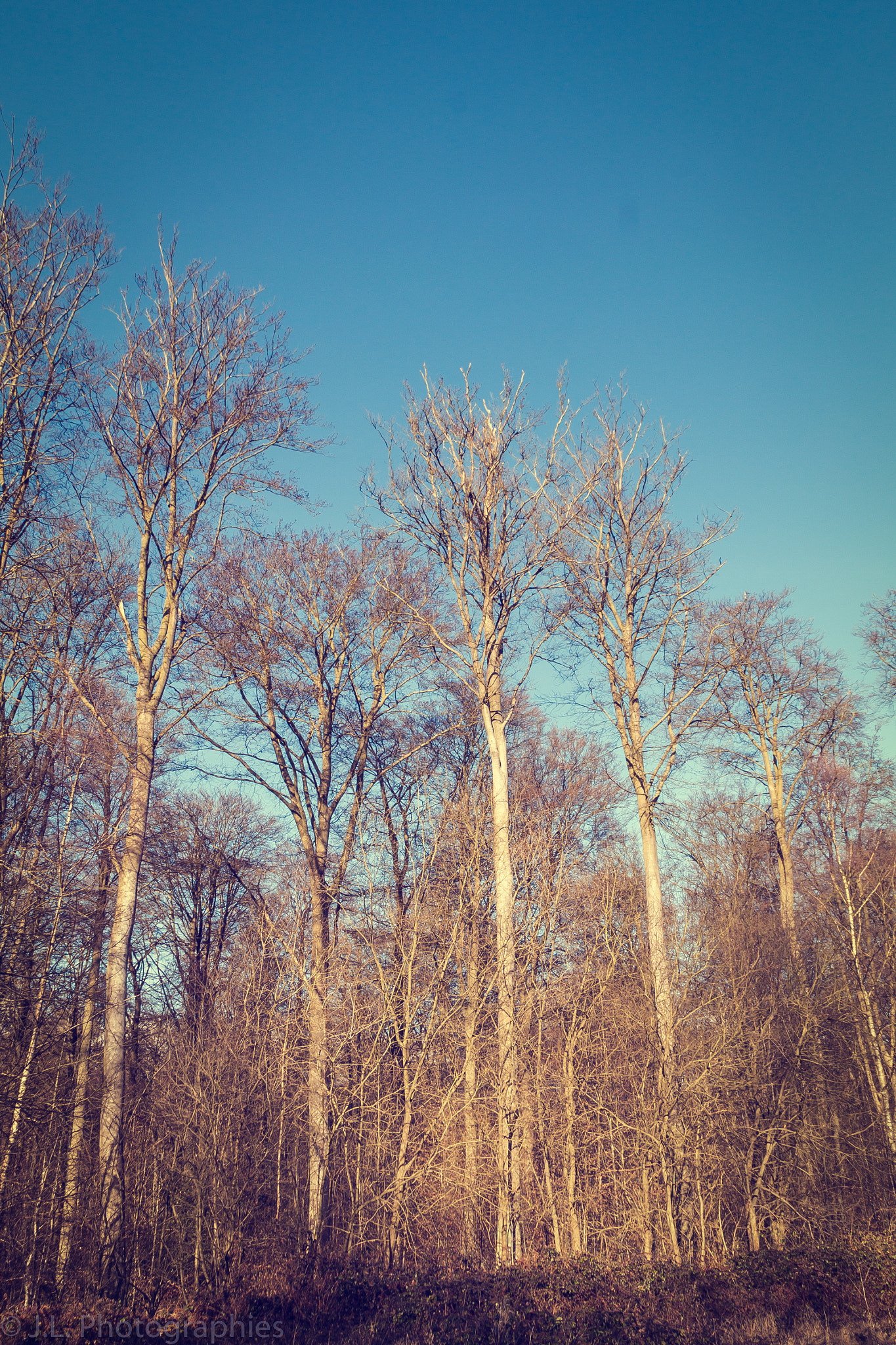 Canon EOS 500D (EOS Rebel T1i / EOS Kiss X3) sample photo. Foret domaniale verte photography