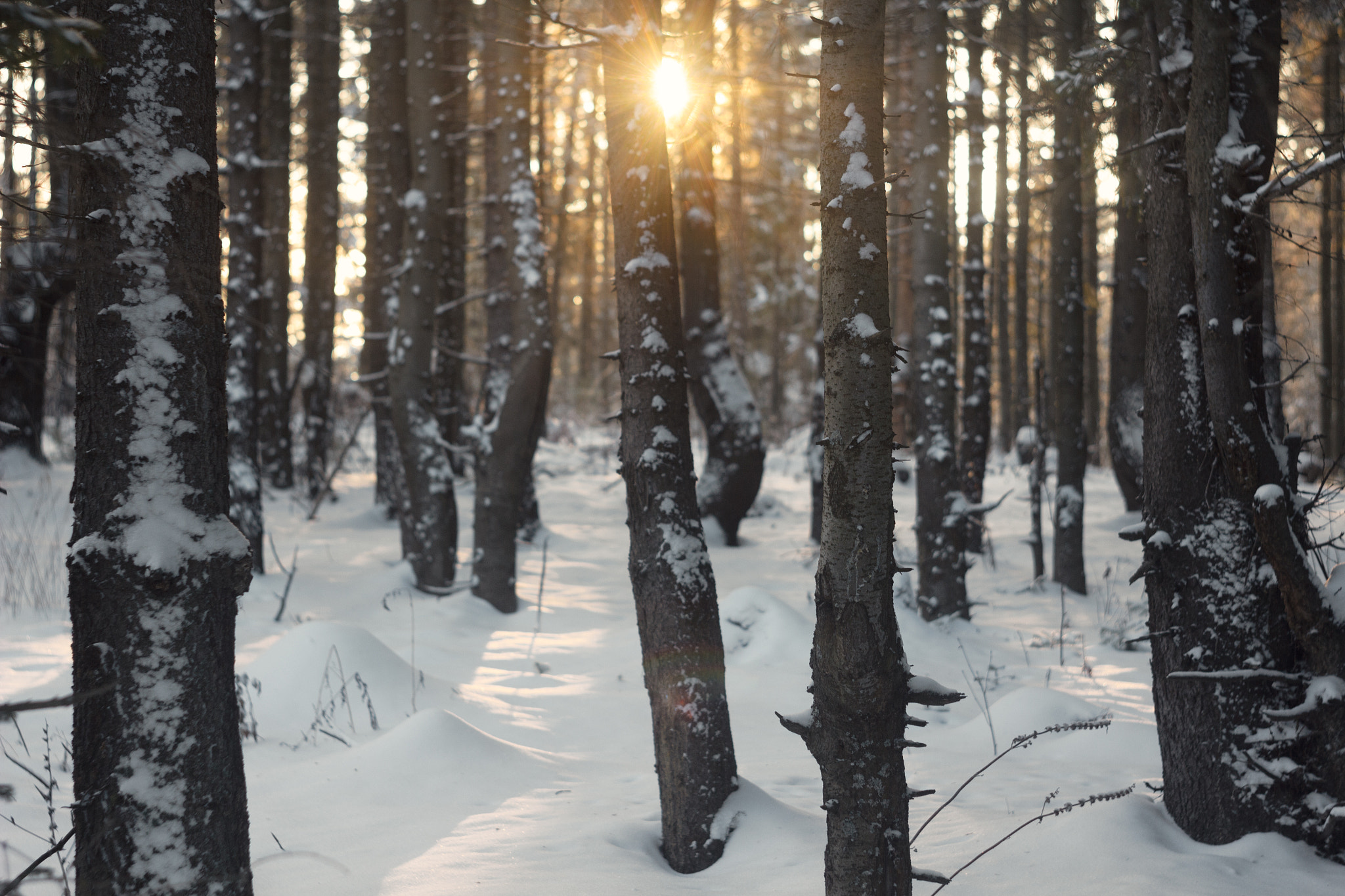 Canon EF 35-80mm f/4-5.6 sample photo. The sun in the trees photography