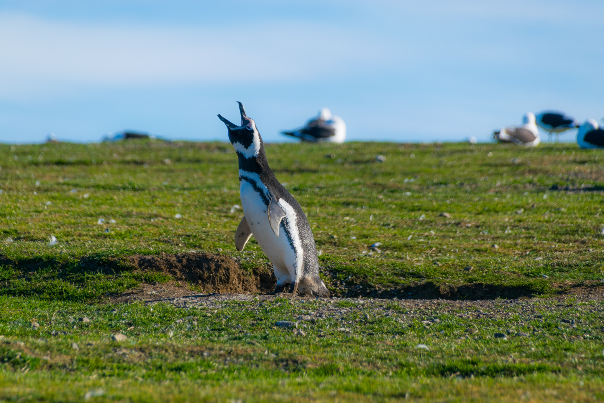 Sigma 18-250mm F3.5-6.3 DC Macro OS HSM sample photo. Crying penguin photography