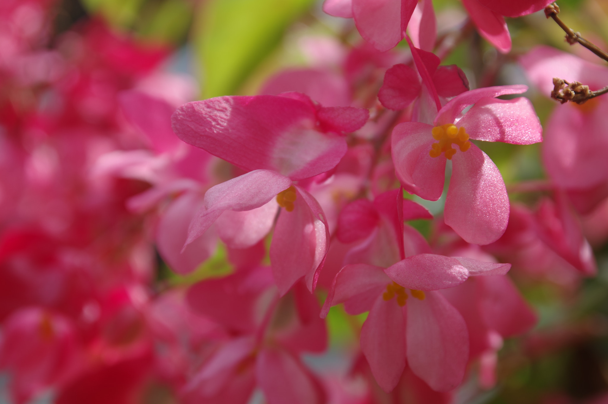 Pentax K-3 II sample photo. Give my love to rose photography
