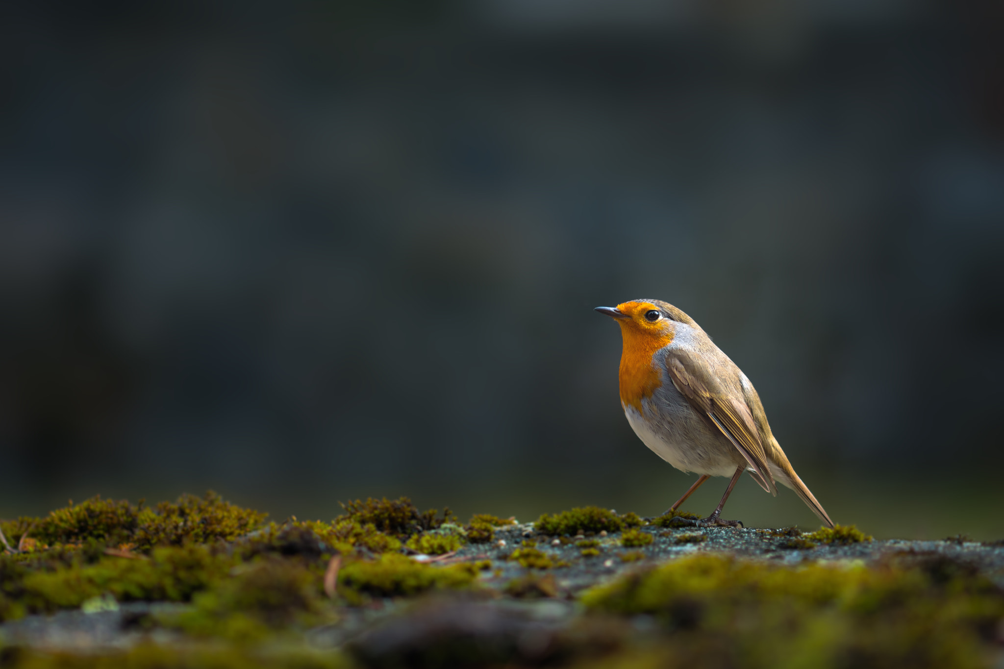 Nikon AF-S Micro-Nikkor 105mm F2.8G IF-ED VR sample photo. Petirrojo photography